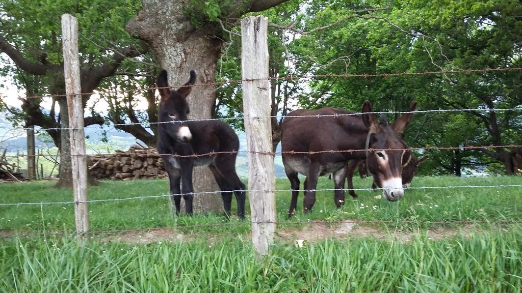 Casa Rural Urkulu Landetxea Arechavaleta Bagian luar foto